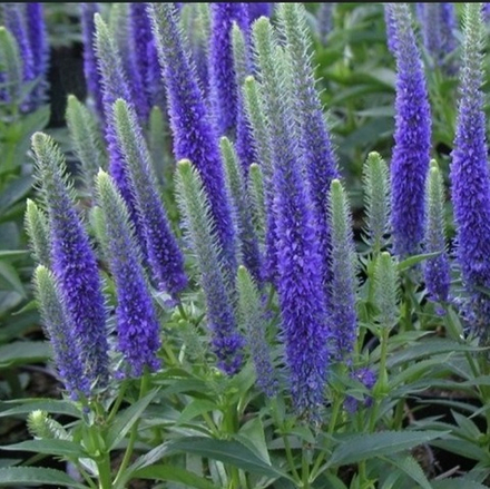 Вероника колосковая "Ulstar Dwaft Blue". Veronica spicata "Ulstar Dwaft Blue".