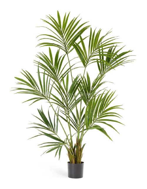 Пальма Кентия (Ховея)