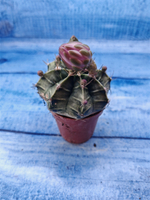 Gymnocalycium Friedrichii (Гимнокалициум)