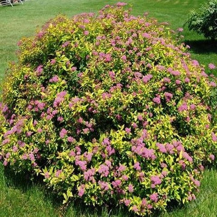 Спирея японская Голдфлейм f 34 30-40