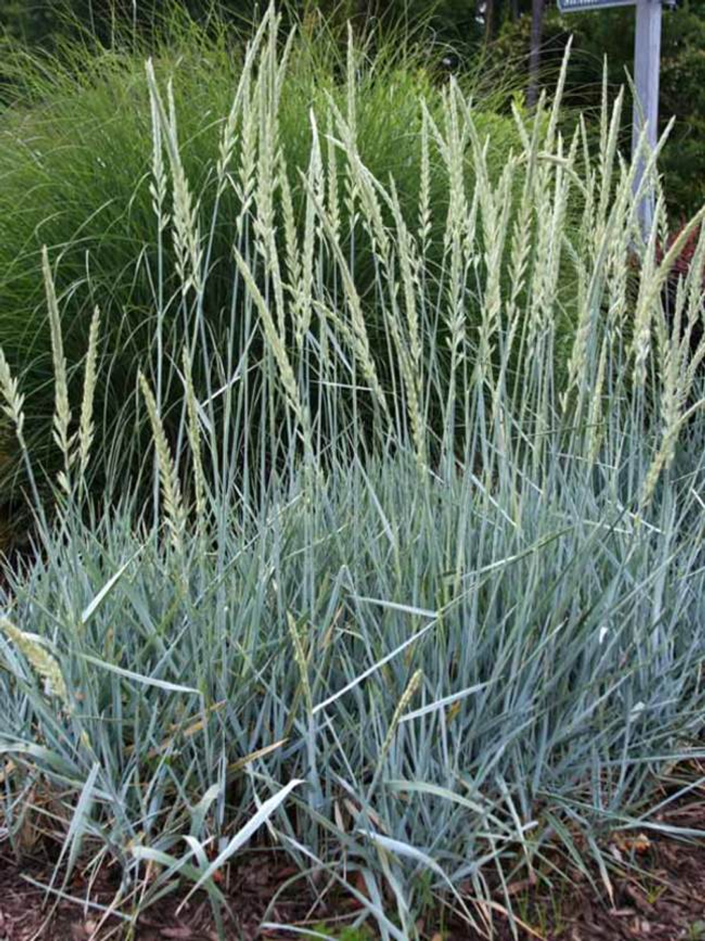 Колосняк песчаный "Blue Dune" (Элимус). Elymus arenarius "Blue Dune".