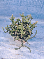 Rhipsalis Burchellii (Рипсалис)