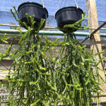 Хуперция H.TRIANGLE SATUN