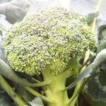 Монако F1 семена капусты брокколи (Syngenta / Сингента)