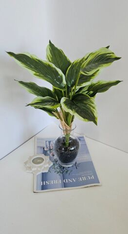 Аглаонема / Арт 6212