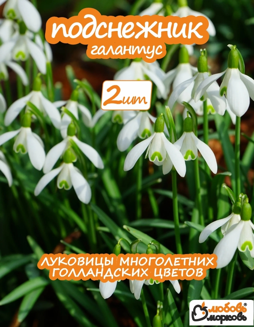 Подснежник Луковица цветов, 2 шт