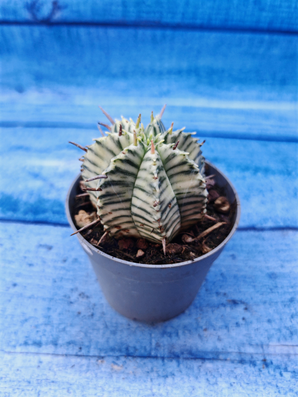 Euphorbia meloformis f. Variegated (Эуфорбия вариегатная)