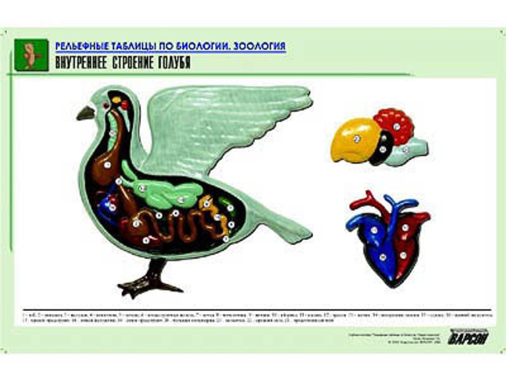 Рельефная таблица &amp;#34;Внутреннее строение голубя&amp;#34; (формат А1, матовое ламинир.)