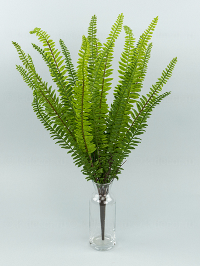 Папоротник Таежный