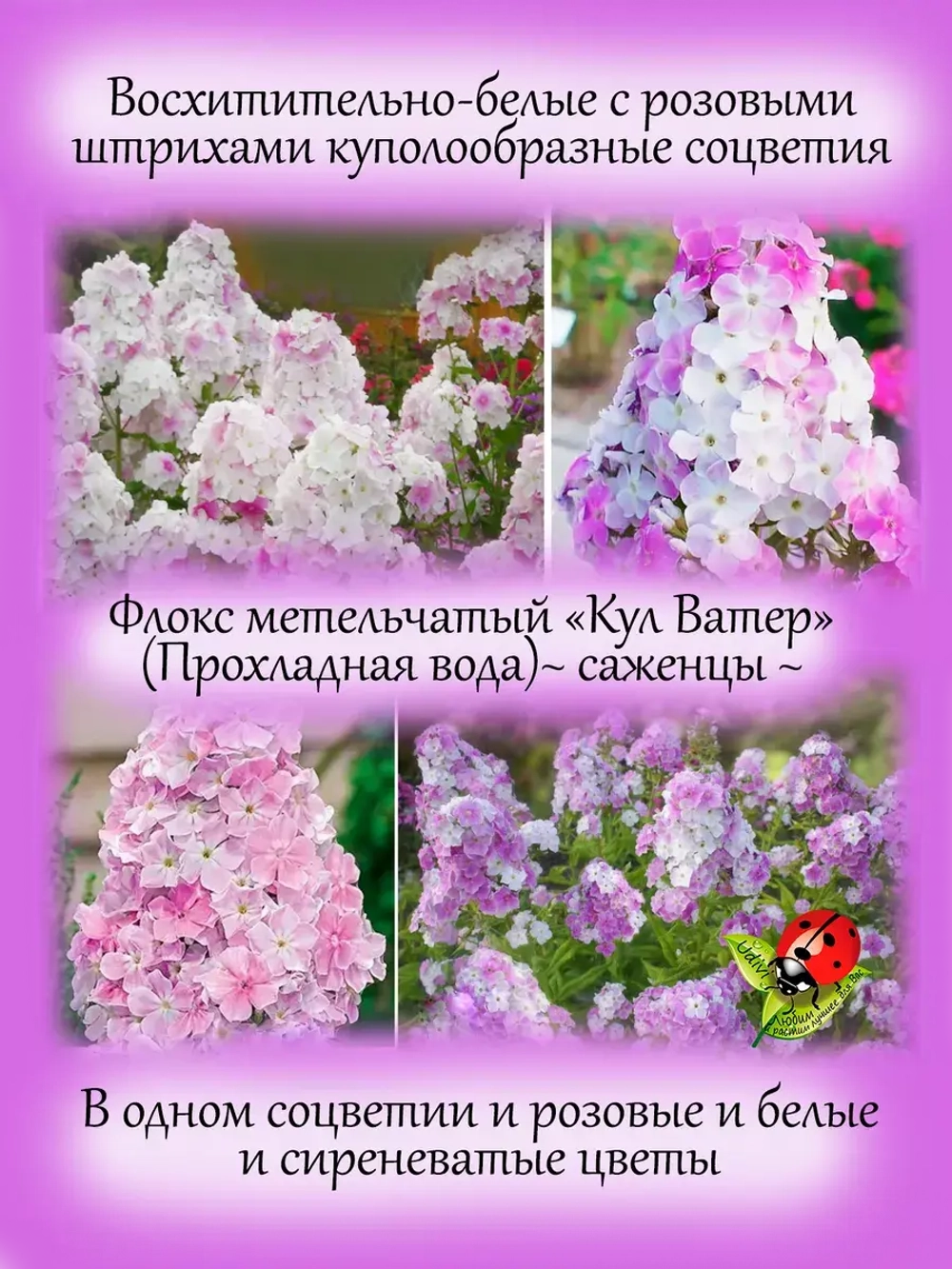 Флокс Кул Вотер метельчатый