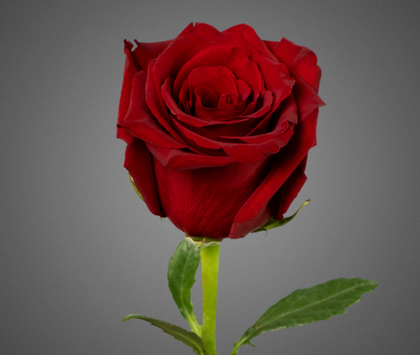 Роза Эксплорер