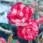 Адениум обесум 274 Phương Trang