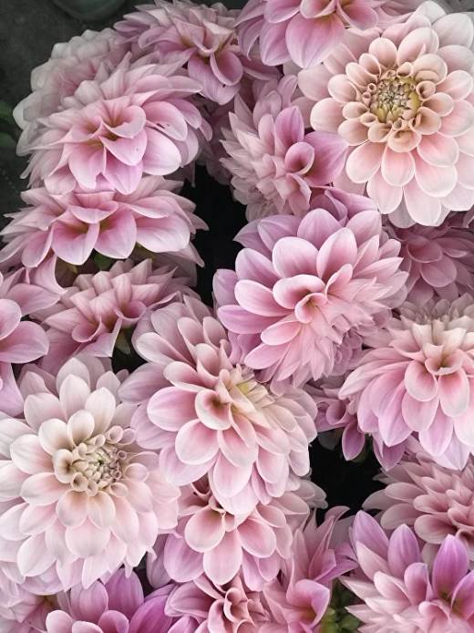 Георгин Sweet Nathalie (корень) Закупка М55 апрель 2026