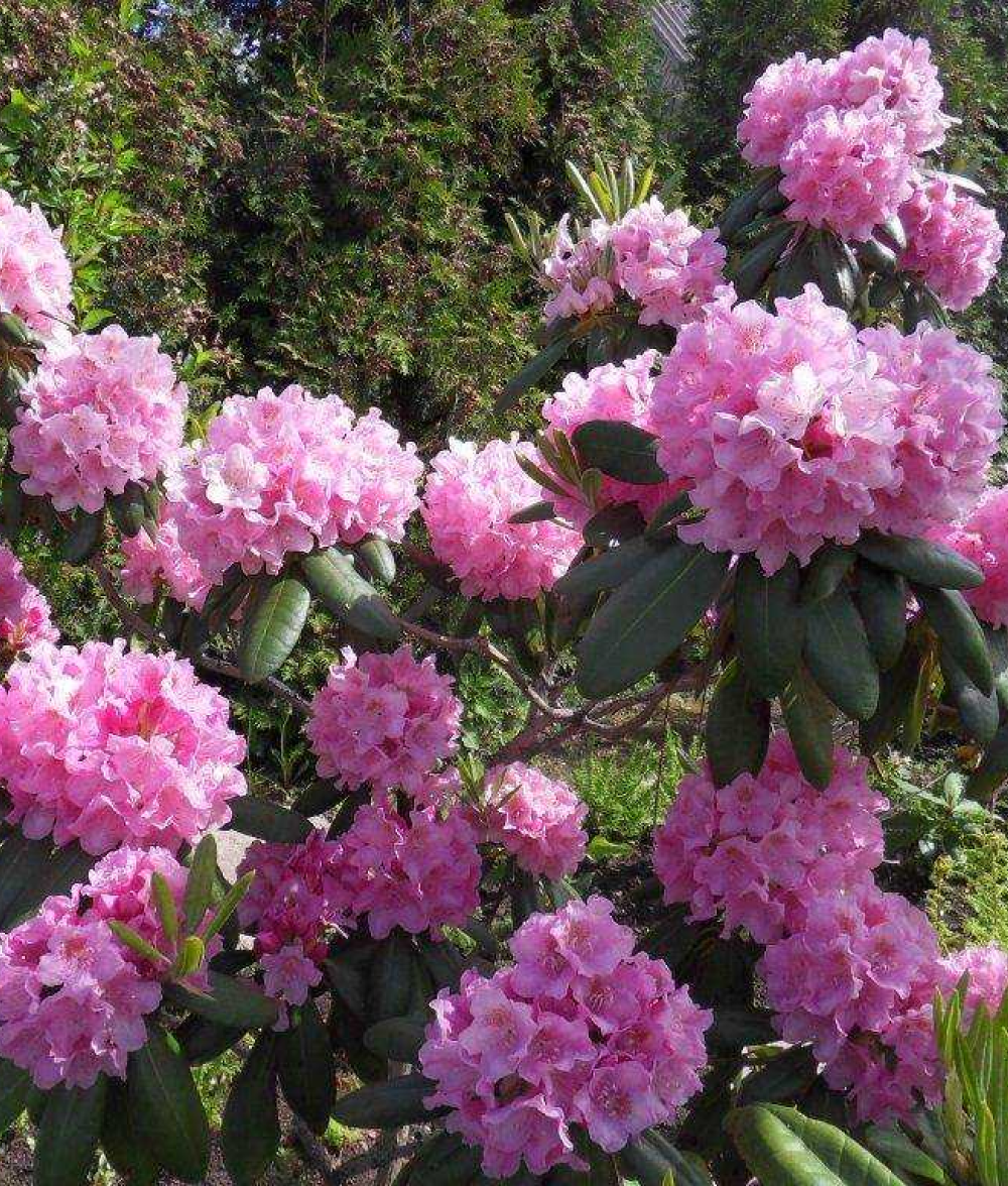 Рододендрон гибридный Хельсинки Юниверсити 40-50 см Закупка М63 апрель 2026