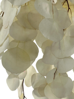 Эвкалипт стабилизированный популус белый