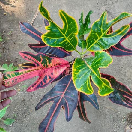 Кротон JET MERAH