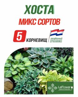 Хоста Корневище, Микс сортов, 5шт.