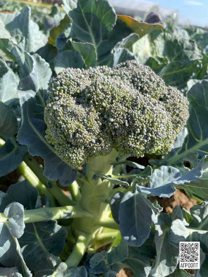 Ларссон F1 семена капусты брокколи (Rijk Zwaan / Райк Цваан) в поле – фото 6