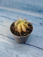 Euphorbia meloformis f. Variegated (Эуфорбия вариегатная)