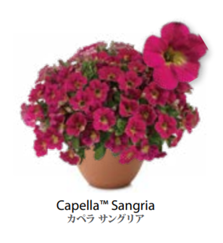 ЕВРО Petunia Capella Sangria укорененный черенок март 26