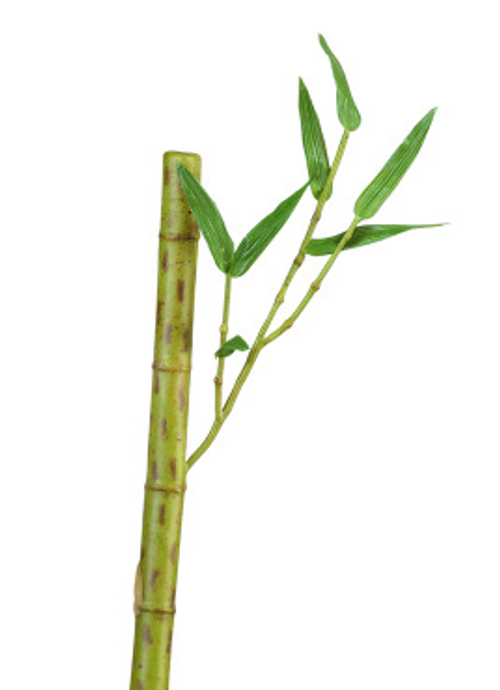 Бамбук стебель длинный св.зелёный с веточкой