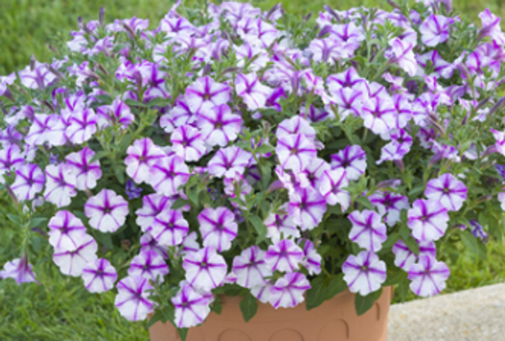 ЕВРО Петуния Vista Bubbles Butterfly укорененный черенок ОКС февраль 26 Kohen