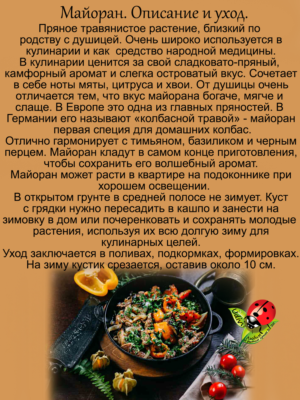 Майоран пряность садовая и домашняя