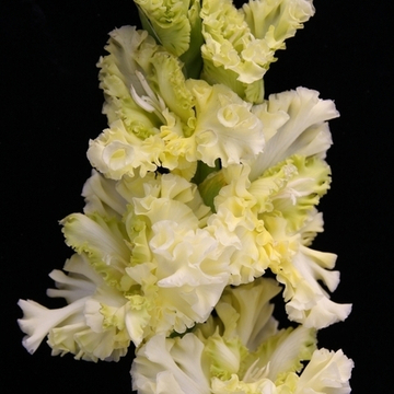 Гладиолус крупноцветковый Стиляги