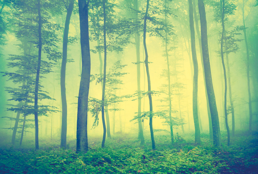 Коллекция Лес