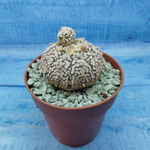 Astrophytum Asterias "Super Kabuto" (Астрофитум)