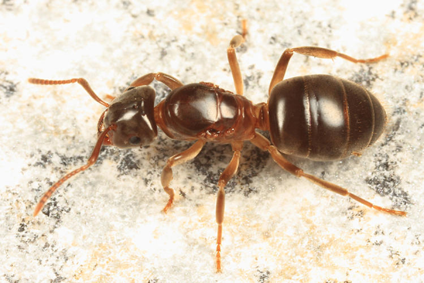 Lasius umbratus - Жёлтый пахучий муравей