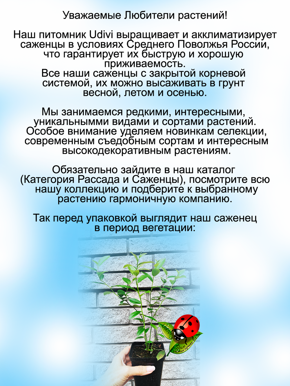 Голубика Река сладкая высокорослая