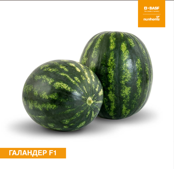 Галандер F1 семена арбуза (Nunhems / Нюнемс) купить