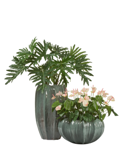 Композиция с антуриумом и филодендроном в кашпо Treez Effectory Aura