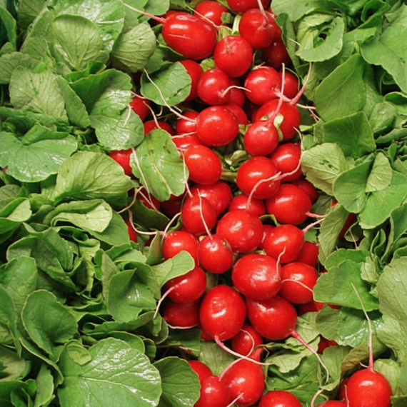 Селеста F1 семена редиса (Enza Zaden / Энза Заден) – фото 6