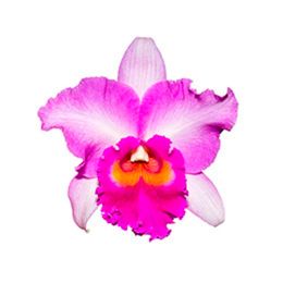 Дикая орхидея