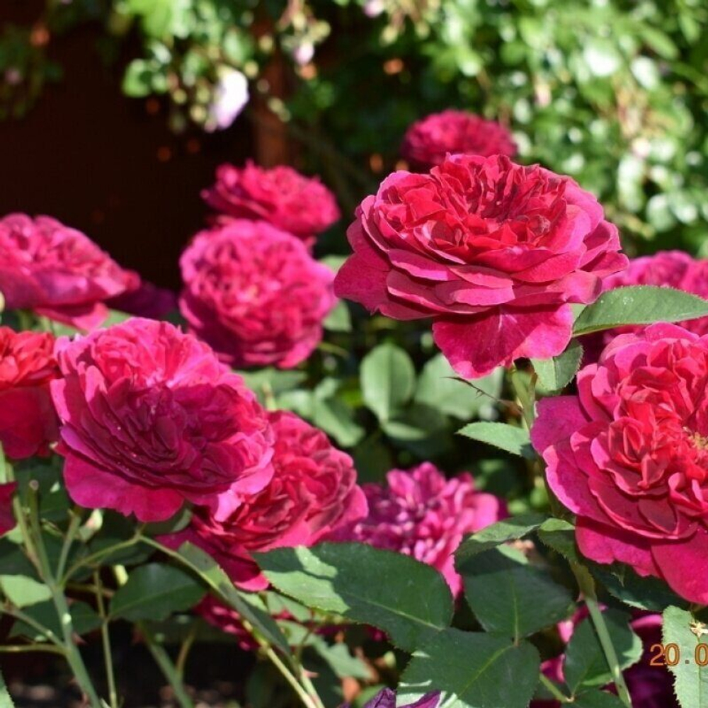 Роза Darcey Bussell