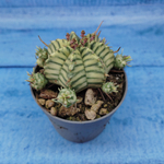 Euphorbia meloformis f. Variegated (Эуфорбия вариегатная)