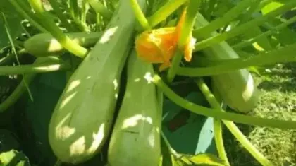 Технология выращивания кабачков: ключевые аспекты и советы для высокого урожая