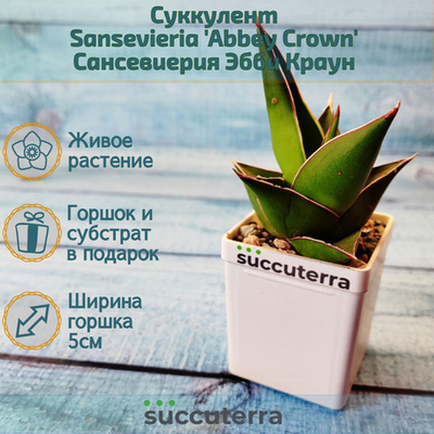 Sansevieria Abbey Crown (Сансевиерия)