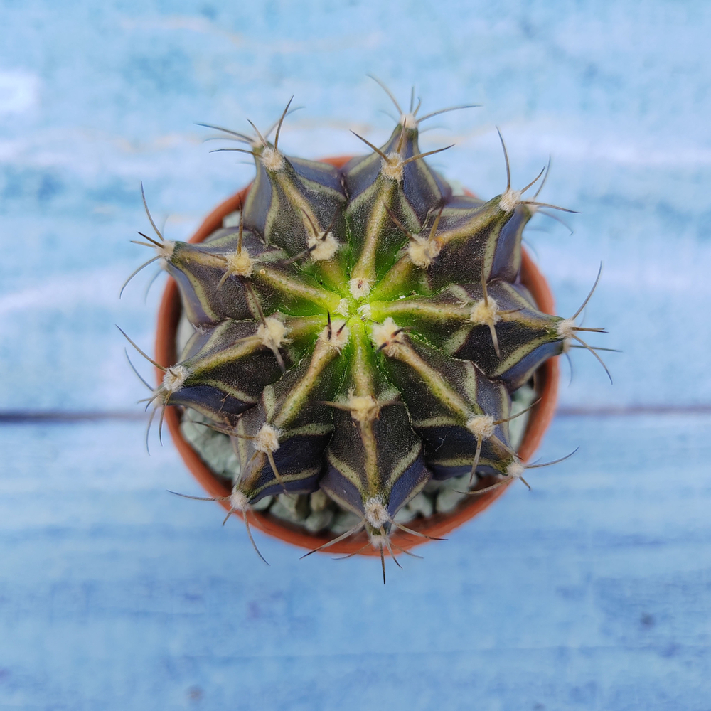 Gymnocalycium Friedrichii (Гимнокалициум)