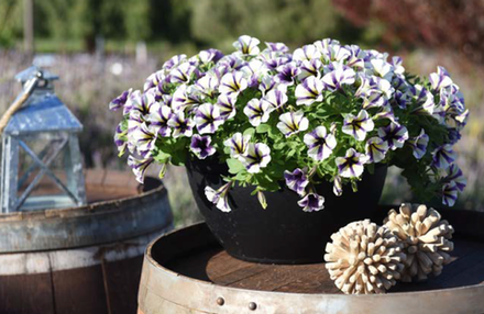 Петуния Peppy Blueberry Muffin укорененный черенок ОКС февраль 26 Dummen Orange