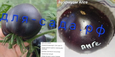 РАССАДА ЧЕРНЫХ ТОМАТОВ АЭРМУОМ АПГЕ