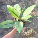 Филодендрон FLORIDA x BILLIETIAE