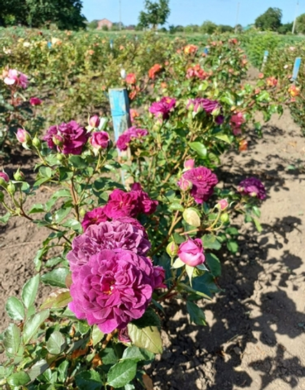 Роза Эбб Тайд / Пёрпл Эден