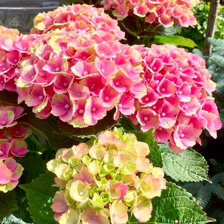 Bric-a-Brac Pink (Стандарт поставки Р9)2025г.