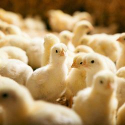 Птицеводство