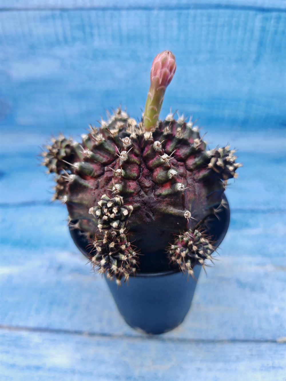 Gymnocalycium T-Rex Pink hybrid (Гимнокалициум T-rex)