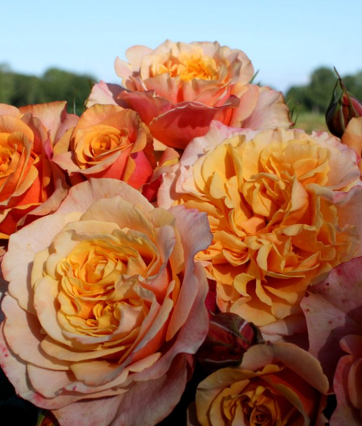 Роза Ла Вилла Котта С4 Закупка М16 июнь 2026