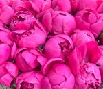 Пионы в розовом крафте